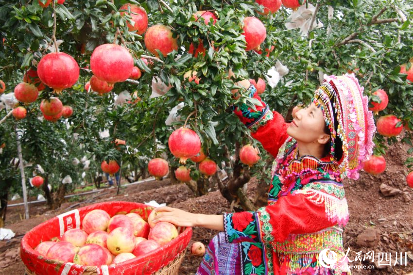 會理縣在每年8月開始迎來石榴豐收季。張成發攝