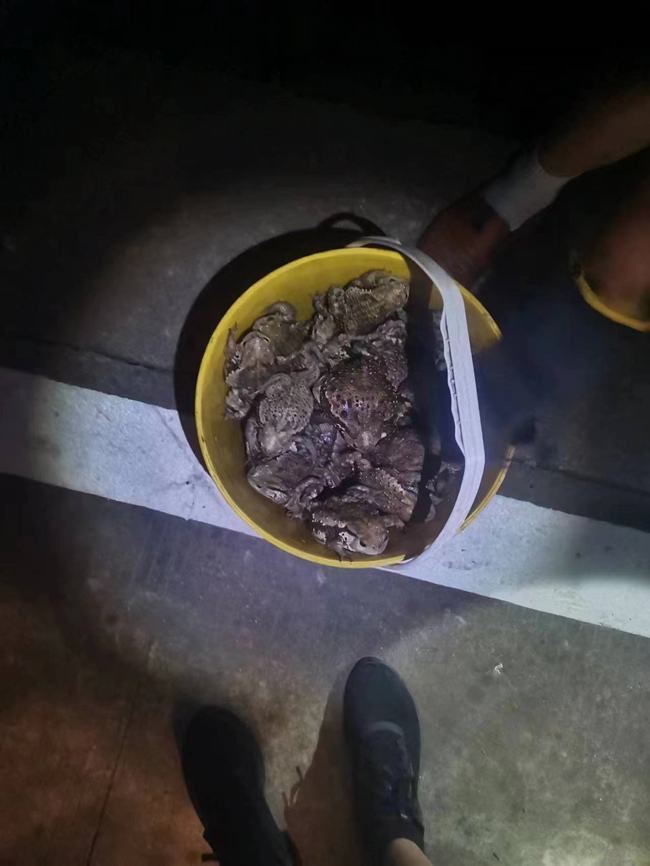 獵捕的蟾蜍。綿陽市公安局供圖