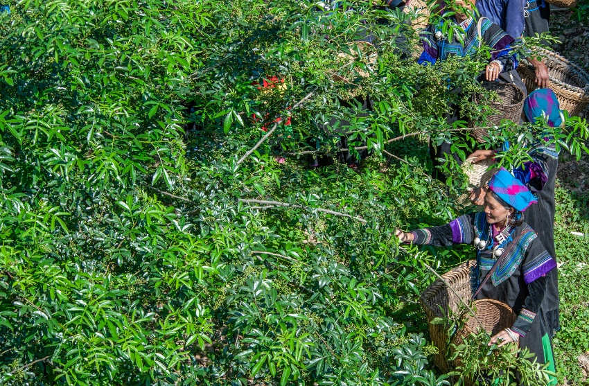 村民采摘青花椒。龍卜哈攝