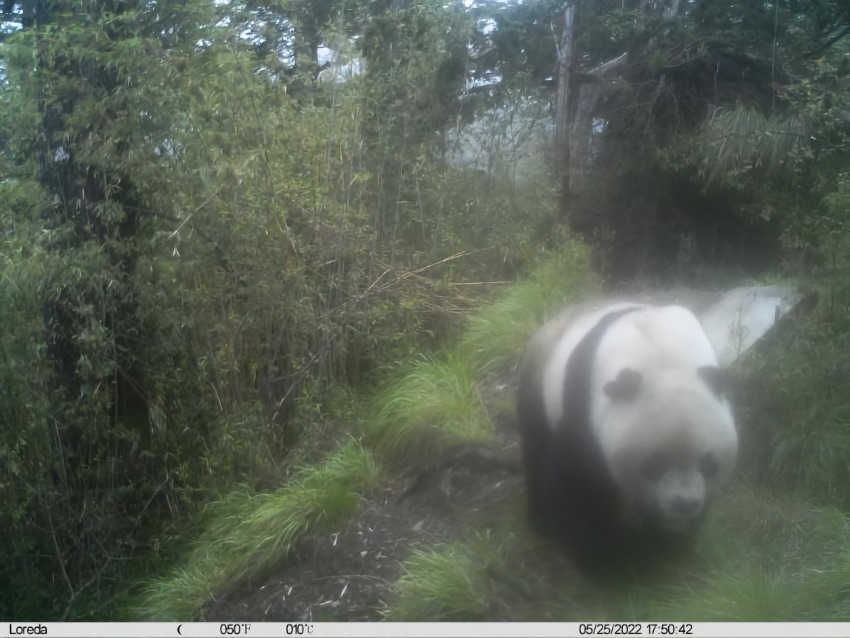 5月25日，野生大熊貓第一次出現在鏡頭。大熊貓國家公園唐家河片區供圖
