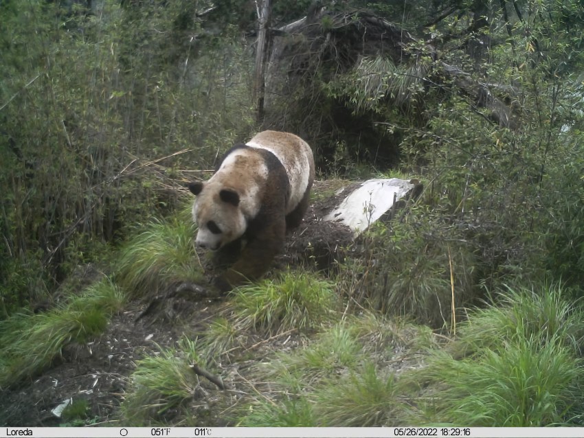 5月26日，野生大熊貓又一次出現在該鏡頭里。大熊貓國家公園唐家河片區供圖