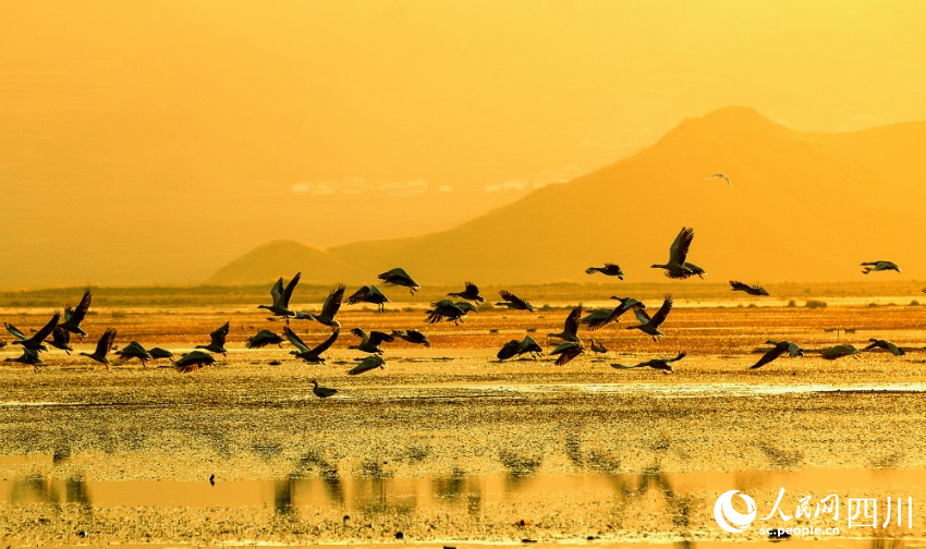 樂安濕地是四川第二大天然濕地，也是目前已知四川唯一的黑鸛種群越冬地。張東攝