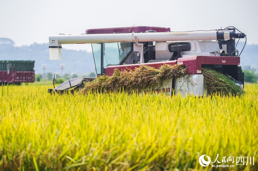 四川彭山水稻迎豐收。翁光建攝