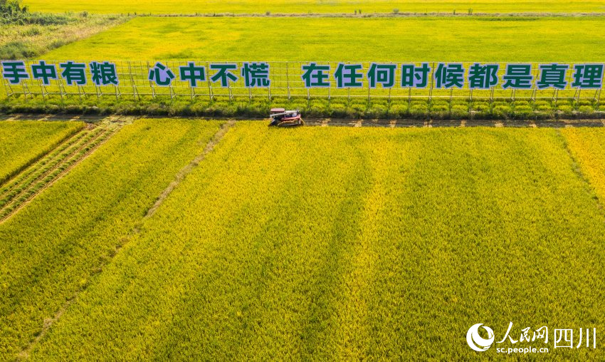 四川彭山水稻迎豐收。翁光建攝