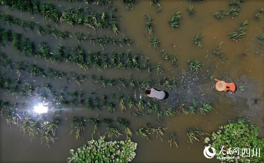 隆昌市胡家鎮雙龍村村民在再生水稻田里勞動。王斌攝