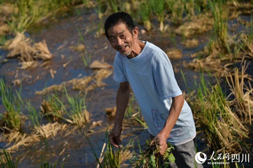 隆昌市黃家鎮長螺村村民在再生水稻田里勞作。王斌攝
