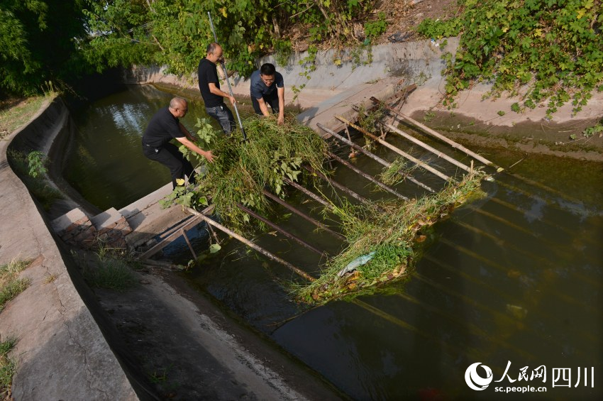 沱灌工作人員在清理水渠中的雜草。王斌攝