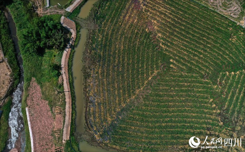 源源不斷的沱江水流入隆昌市圣燈鎮天螺村農田。王斌攝