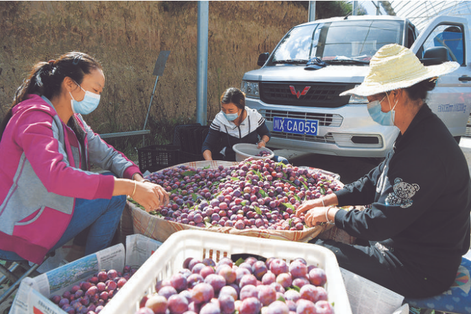 果農精選紅脆李。歐陽漆攝