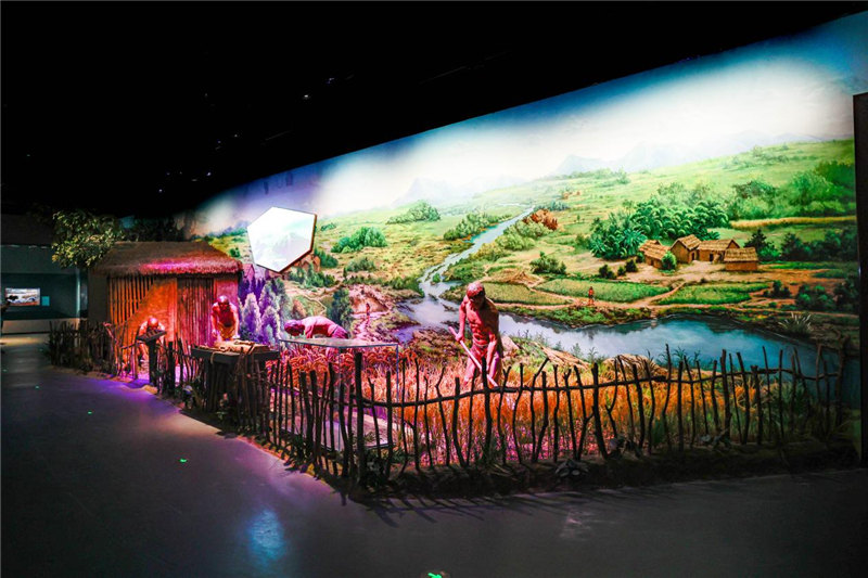 天府農耕文明主題展還原的寶敦稻作農業場景。