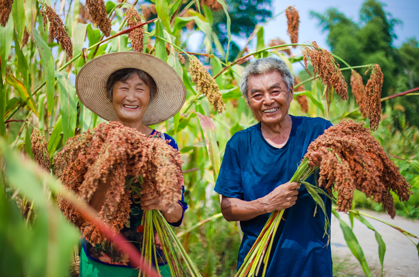 自貢沿灘區九洪鄉高粱豐收。黃詩彬供圖