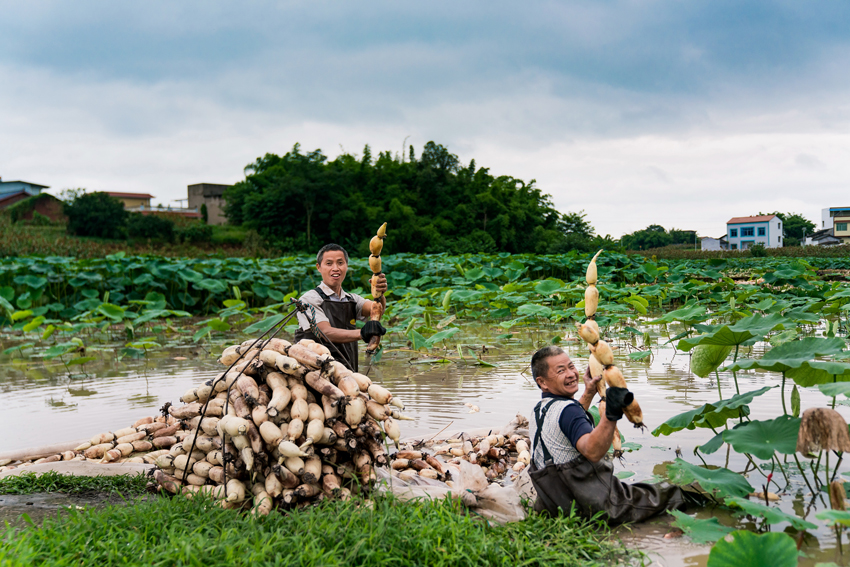 自貢富順縣，蓮藕豐收了。劉明 攝