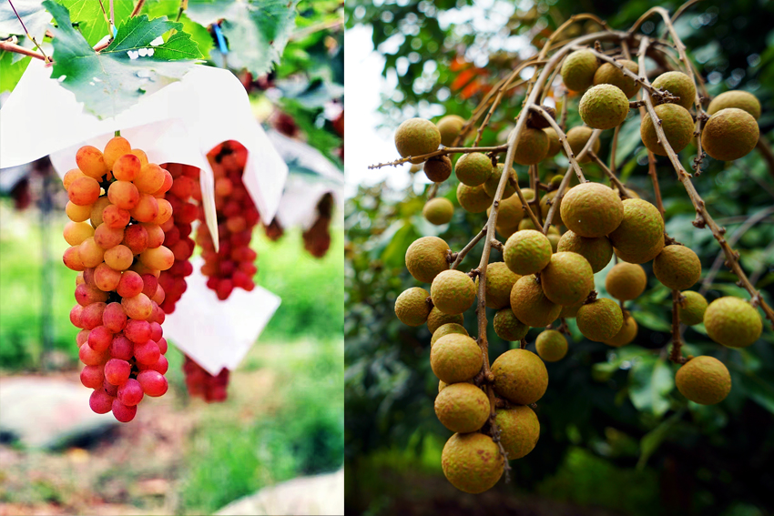 德昌的水果迎來豐收季。德昌縣委宣傳部供圖