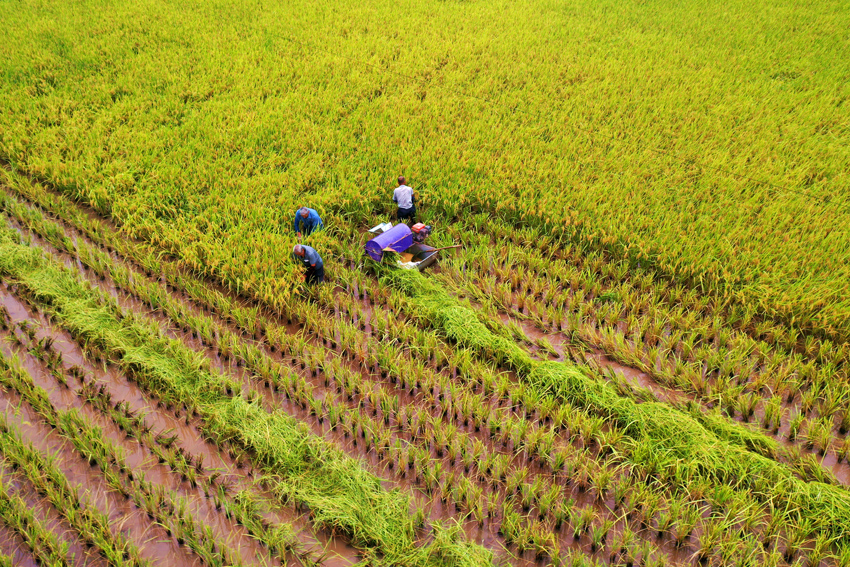 瀘州市納溪區合面鎮鳳坪村村民在收割稻谷。瀘州市納溪區委宣傳部供圖
