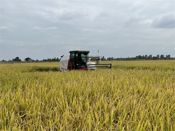 在大邑縣安仁鎮，川康優2115長勢良好，喜獲豐收。大邑融媒體中心供圖