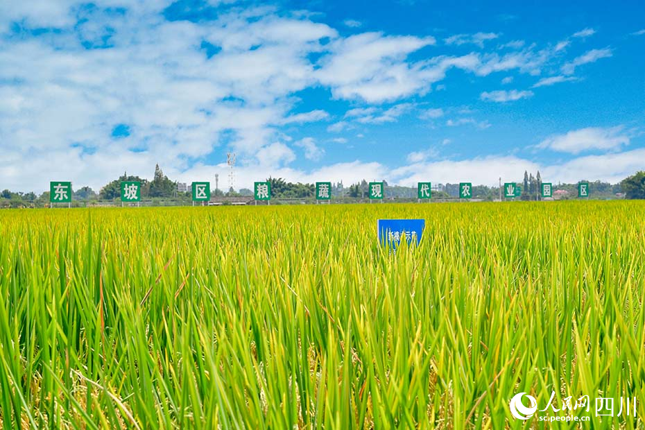 眉山市岷江現代農業示范園區水稻新模式種植基地。眉山日報全媒體記者 廖波攝