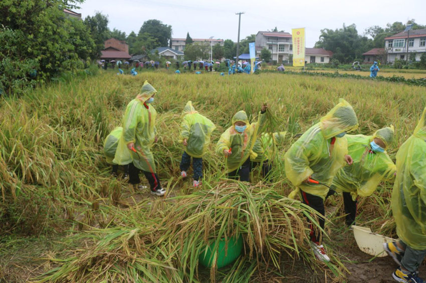孩子們正在田里體驗收割水稻。安岳縣融媒體中心供圖