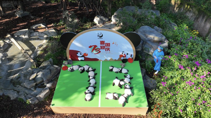 航拍亮相熊貓幼崽。熊貓基地供圖