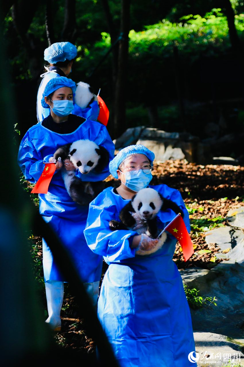 新生幼崽齊亮相。人民網 朱虹攝