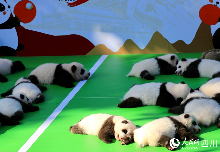 新生幼崽齊亮相。人民網 朱虹攝