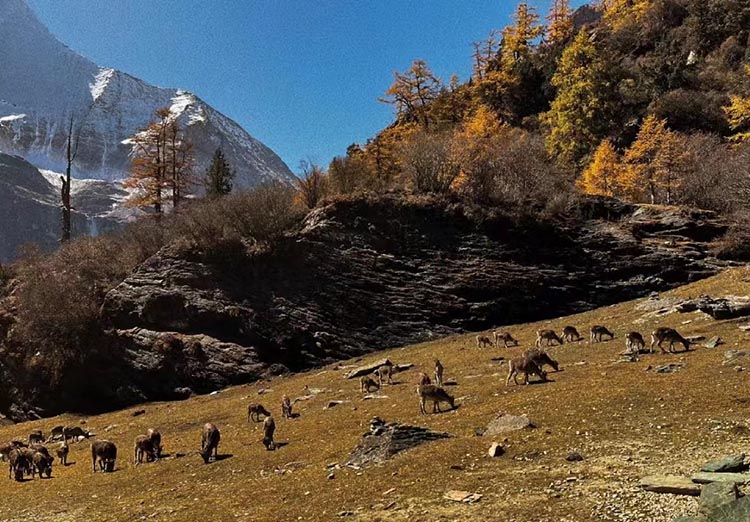 景區秋色迷人。稻城亞丁景區供圖