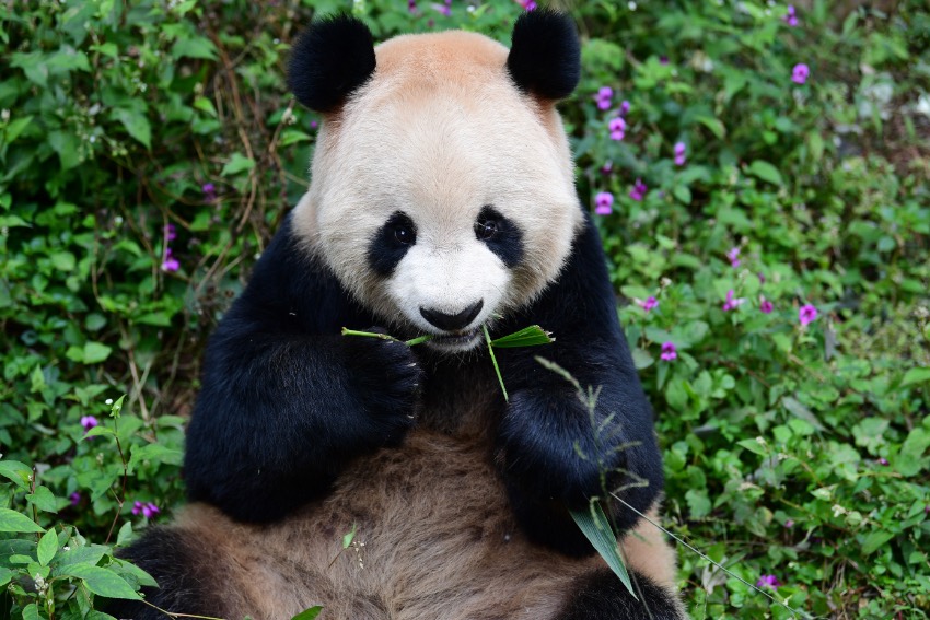 大熊貓“京京”。 中國大熊貓保護研究中心供圖