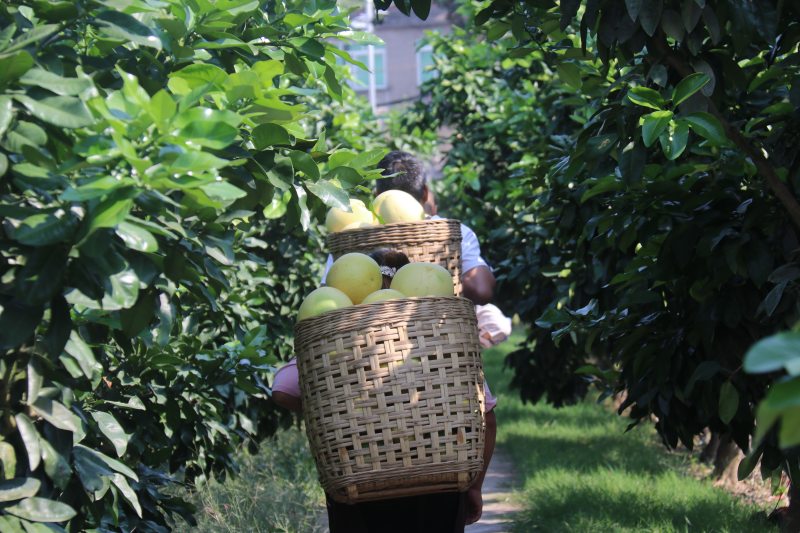 搬運柚子。瀘縣融媒體中心供圖