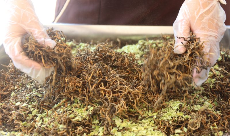柚香茶最大的特點就是香，它將紅茶香與柚皮香完美融合。瀘縣融媒體中心供圖