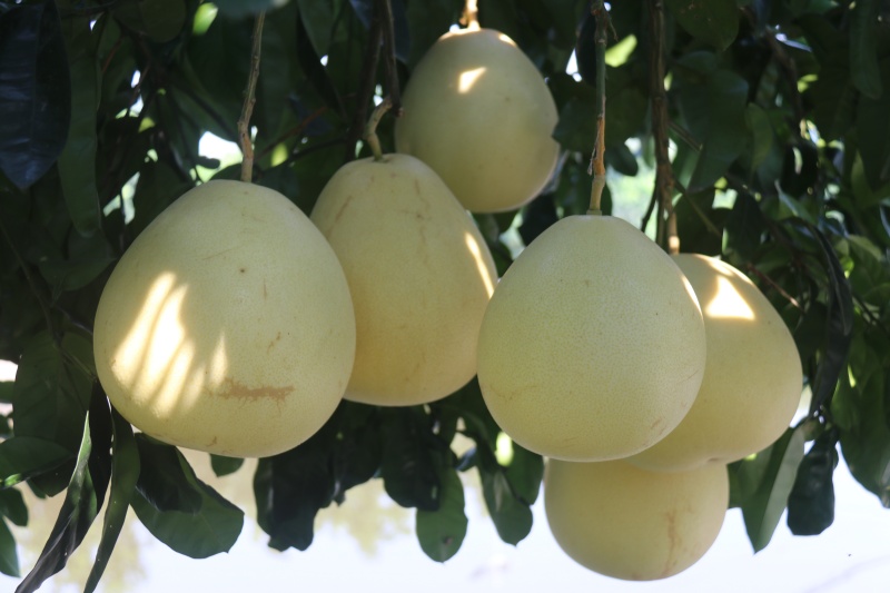 柚子掛滿枝頭。瀘縣融媒體中心供圖