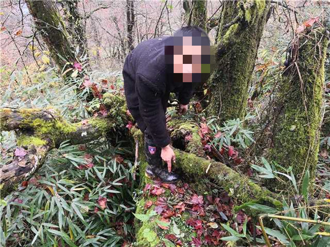 犯罪嫌疑人指認非法捕獵小熊貓的位置。樂山公安供圖