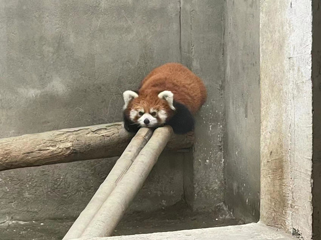 國家二級保護動物小熊貓。樂山公安供圖