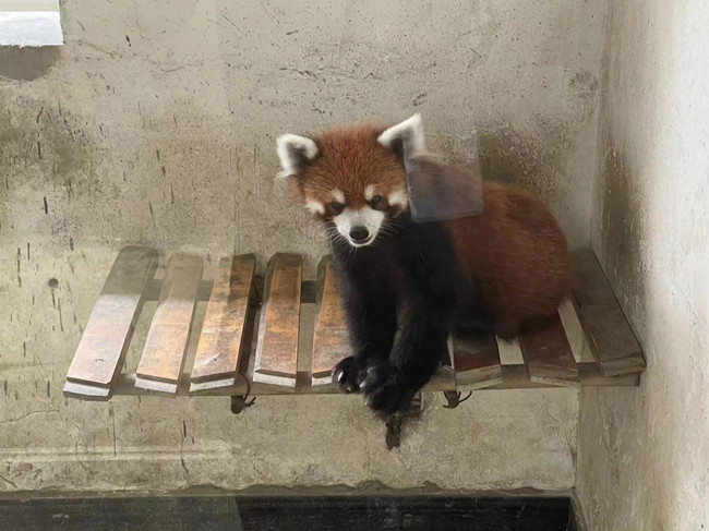 犯罪嫌疑人養殖場內的小熊貓。樂山公安供圖