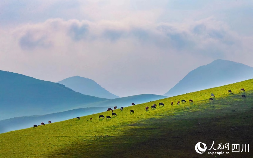 甘洛縣新茶鄉九環地村高山牧場，牛羊成群，美不勝收。黎老九攝