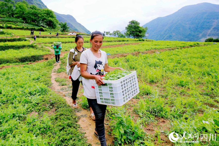 企業帶動農業產業，阿嘎鄉村民在家門口就能鼓足腰包。宋恩攝