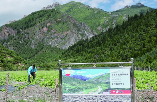 中國石油四川銷售公司助力高原有機蔬菜種植項目，有效帶動周邊農戶增收就業。 中國石油四川銷售公司供圖