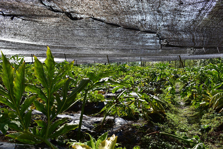 成片的魔芋基地。達州市稅務局供圖