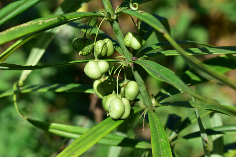 蓬勃生長的黃精。達州市稅務局供圖