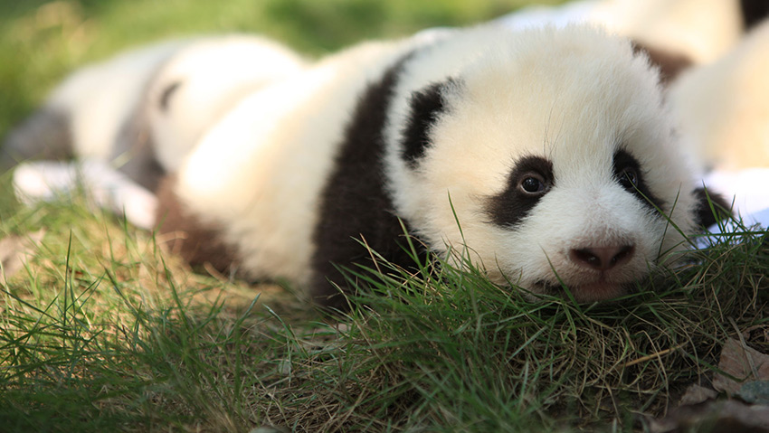 憨態可掬的大熊貓。成都大熊貓繁育研究基地供圖