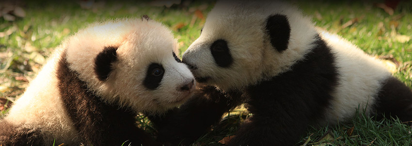 兩大熊貓正在草地上休憩。成都大熊貓繁育研究基地供圖