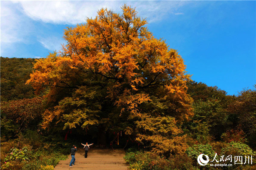身憑大樹遮冷風。沈若飛攝