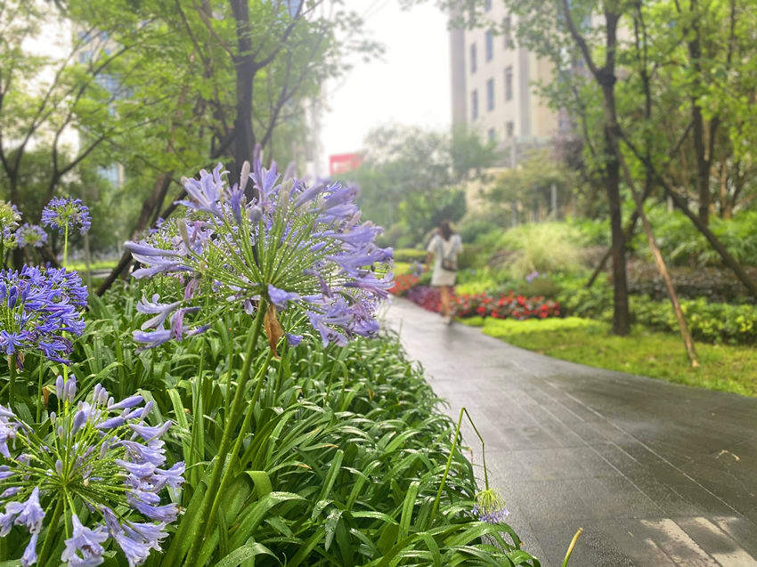 成都復地金融島。成都高新區生態環境城管局供圖