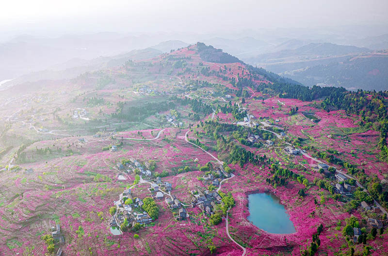 漫山遍野桃花開。龍泉驛區委宣傳部供圖