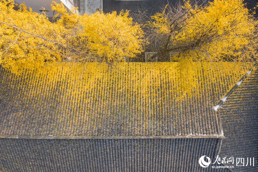 冬日銀杏扮靚城市街景。翁光建攝