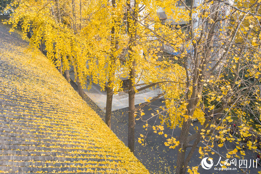 冬日銀杏扮靚城市街景。翁光建攝