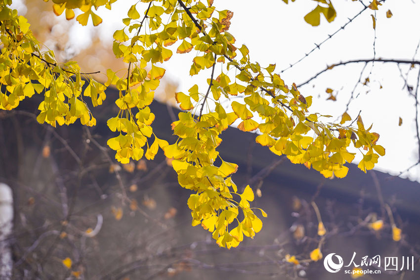 冬日銀杏扮靚城市街景。翁光建攝