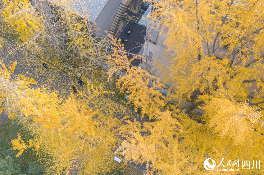 冬日銀杏扮靚城市街景。翁光建攝