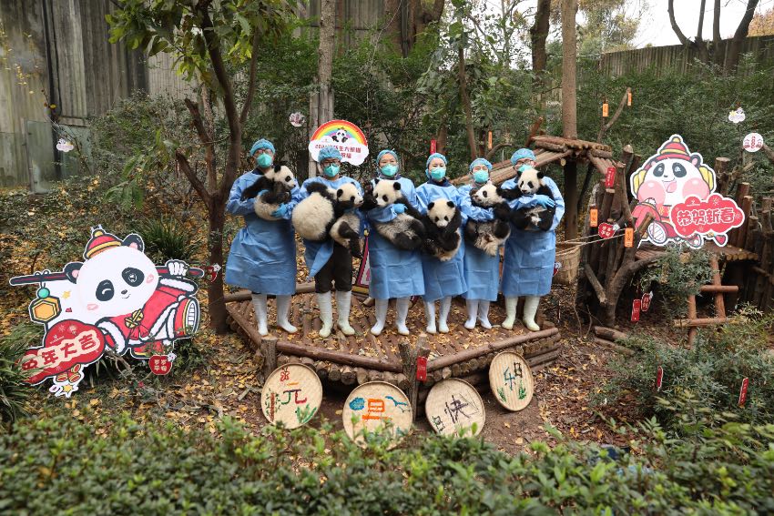 大熊貓萌亮相送祝福。成都大熊貓繁育研究基地供圖