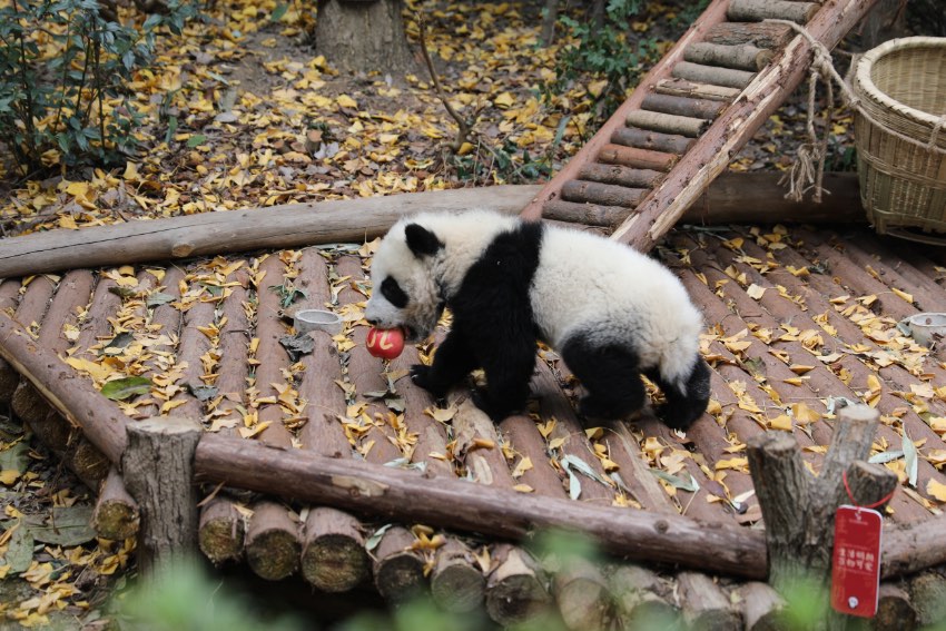 大熊貓萌亮相送祝福。成都大熊貓繁育研究基地供圖