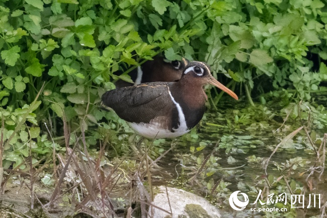 彩鷸。余歡攝