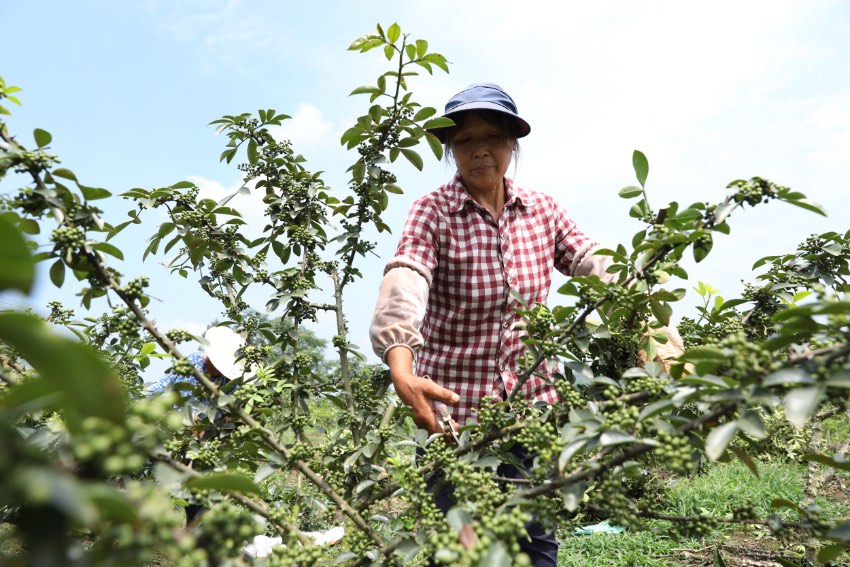 武勝縣萬善鎮茶山村花椒滿枝頭，村民采摘忙。夏俊林攝